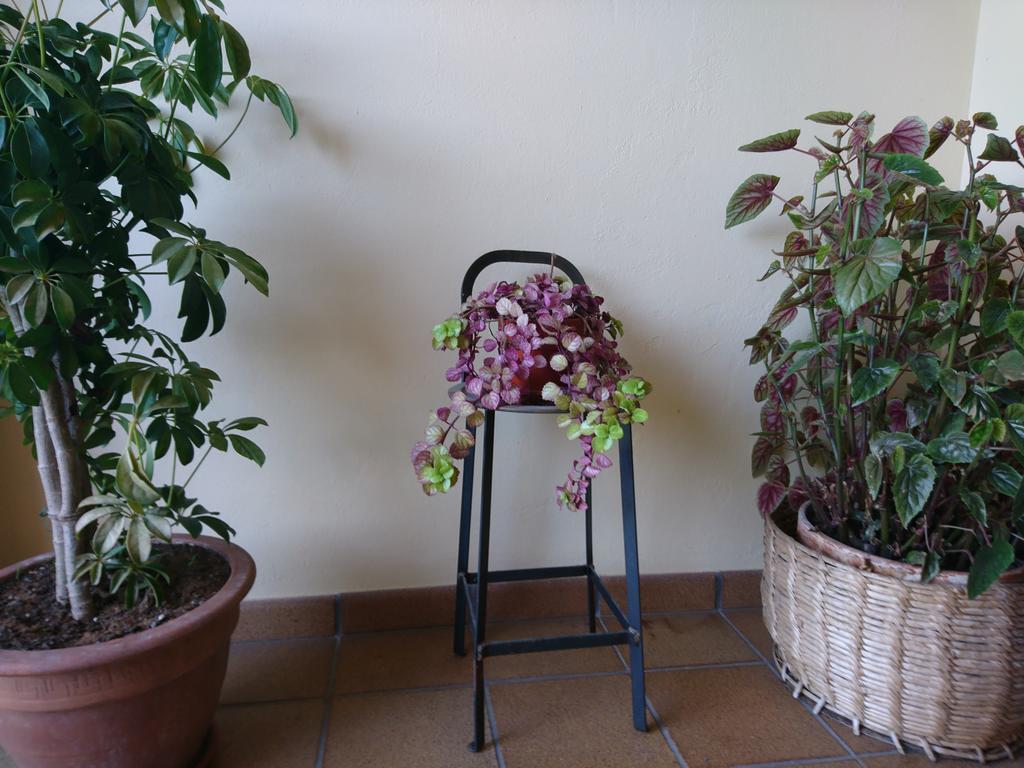 Posada El Jardin Santillana del Mar Bagian luar foto